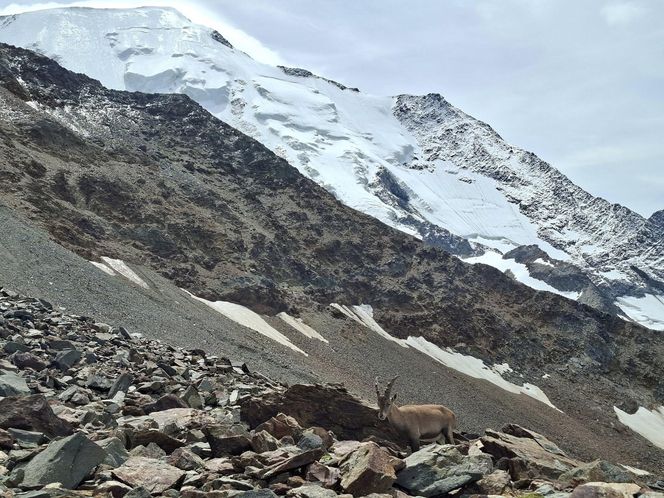 Strażacy z Tarnowa zdobyli Mont Blanc