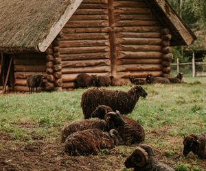 Muzeum Archeologiczne i Osada w Biskupinie 