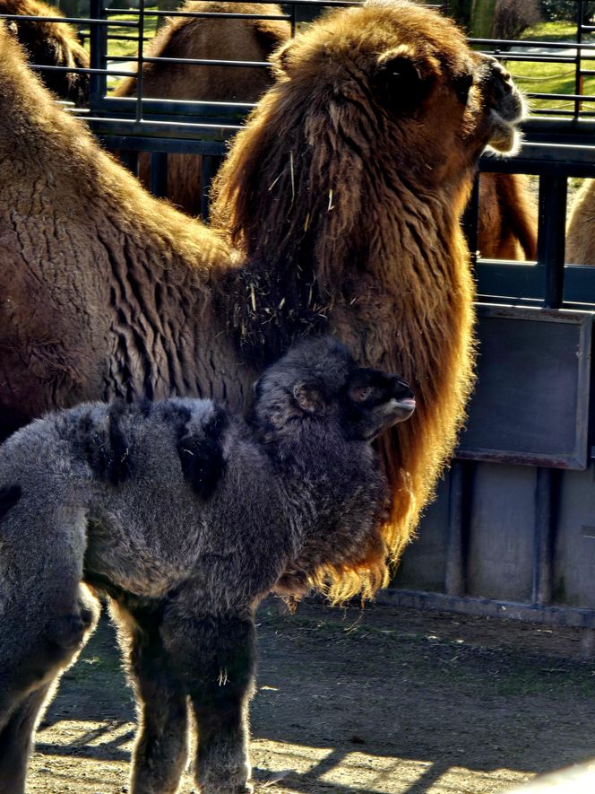 W Śląskim Ogrodzie Zoologicznym narodził się maleńki wielbłąd. Franek już teraz skrada serca