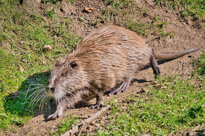 Nutrie w Rybniku jednak przeżyją?