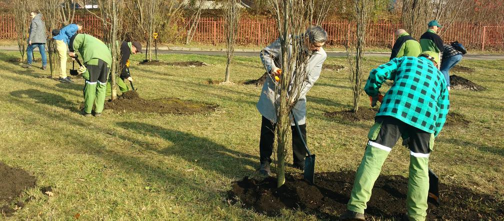 Katowice: 100 dębów na 100-lecie niepodległości. Drzewa zostały zasadzone na os. Tysiąclecia [ZDJĘCIA]