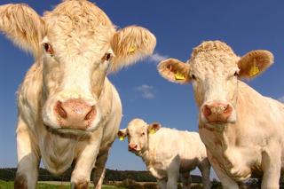 Krowy będą bardziej eko. Mają emitować mniej metanu