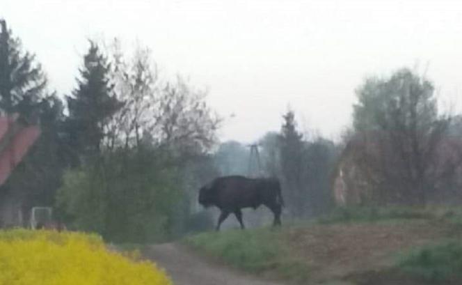 Żubr wędruje po Podkarpaciu.