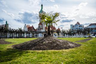 Palmy w Sopocie, zachęcają do spacerów [ZOBACZ ZDJĘCIA]