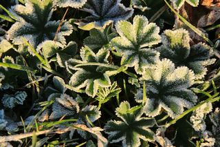 Byliny i krzewy ozdobne najbardziej wytrzymale na mróz. Poznaj rośliny mrozoodporne do ogrodu