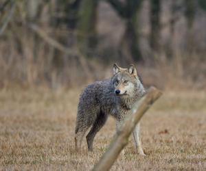 Nadleśniczy uchwycił przepięknego wilka w wielkopolskich lasach