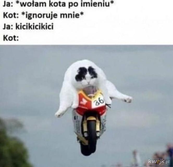 Dzień Kota 2020