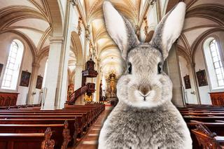 Skandal w parafii w Tarnobrzegu. Żywe króliki potraktowane jak zabawki