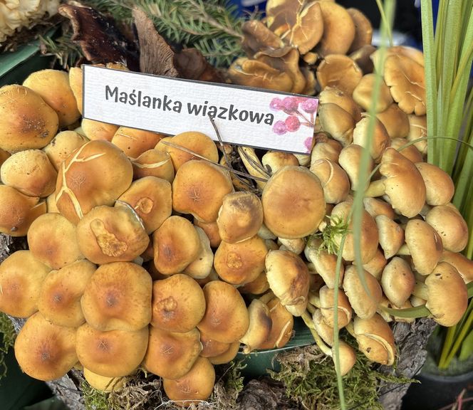 Grzybowe święto w Lublinie. Plac Litewski zamienił się w las pełen grzybów.