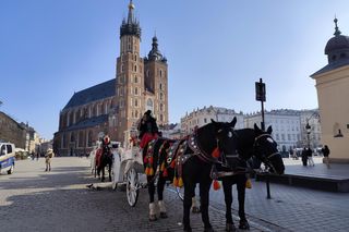obrońcy zwierząt zniechęcają turystów do przejażdżek dorożkami 