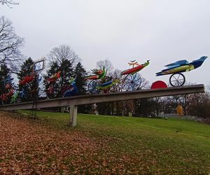 Ogniste Ptaki w Parku Kasprowicza w Szczecinie