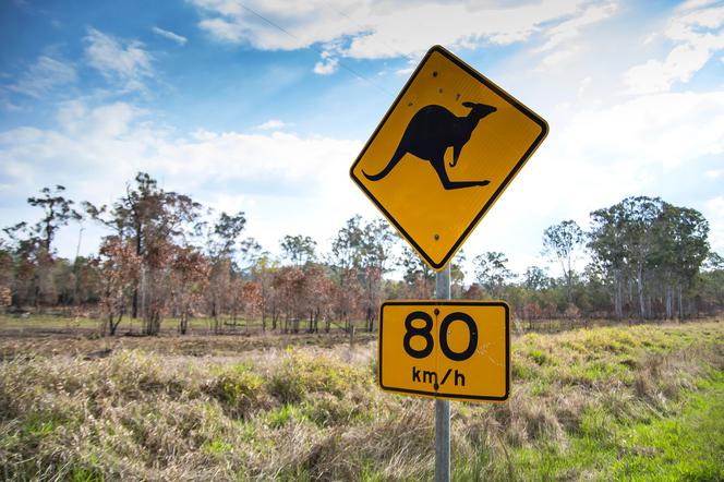 uwaga na kangury