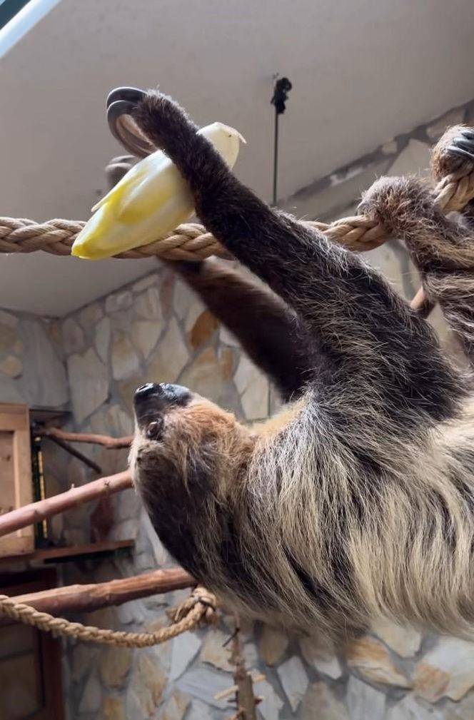 Leniwiec z ZOO Wrocław