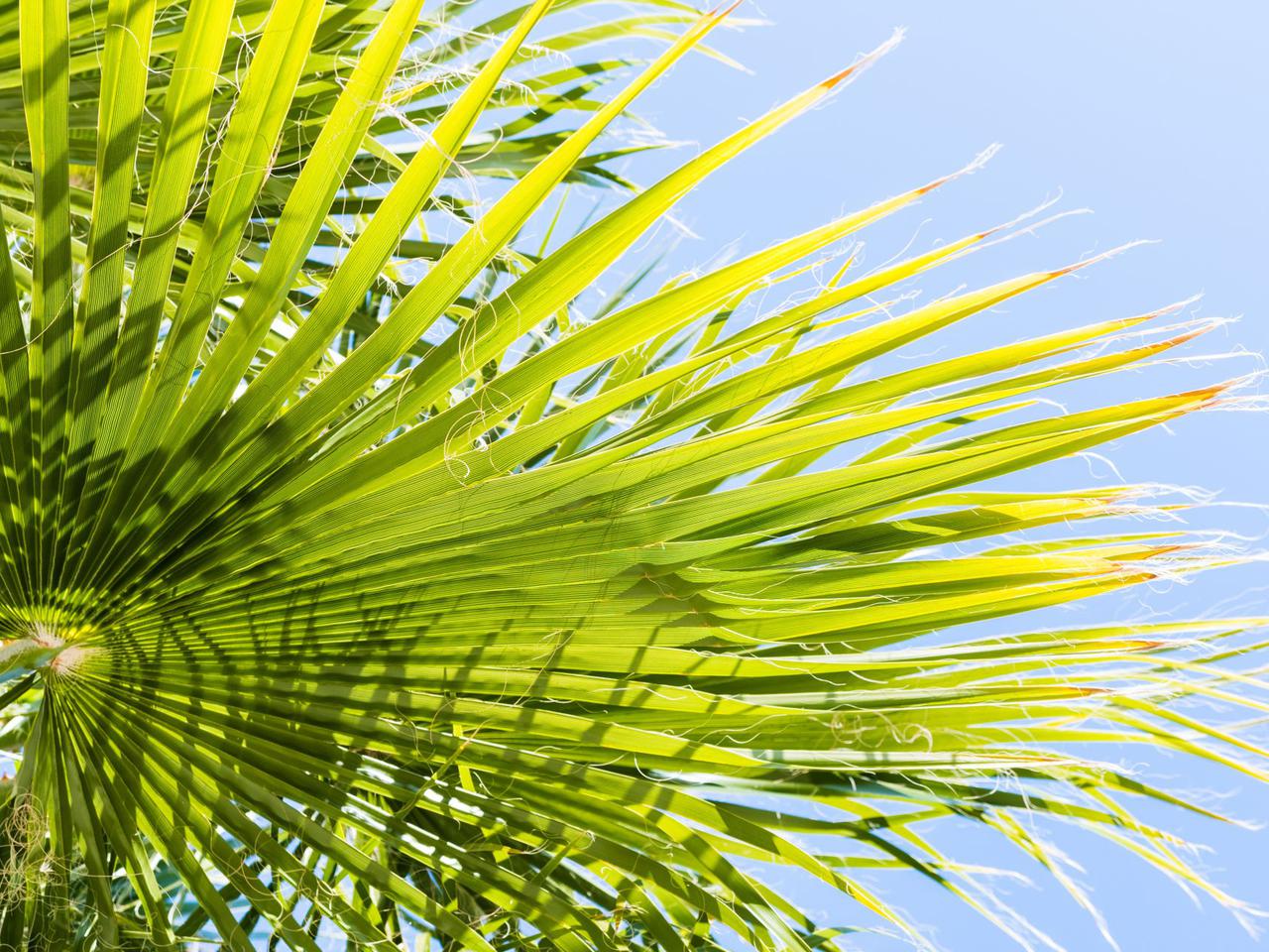 Waszyngtonia nitkowata - Washingtonia filifera