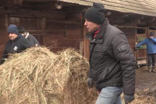 Rolnicy. Podlasie. Karmienie zwierzą dyniami i sianem. Gienek docinał Sławkowi