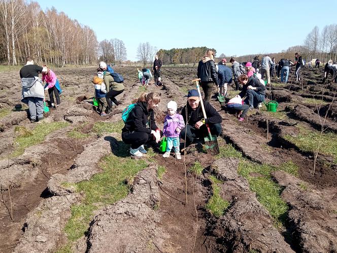 Akcja "Grudziądzanie sadzą las"!