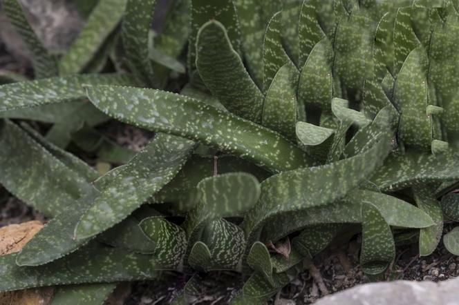 Gasteria