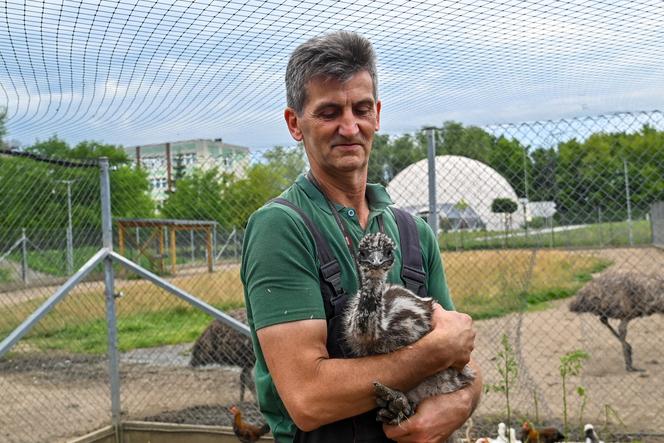 Pisklęta emu zamieszkają w poznańskim ZOO 