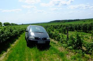 Diabelski plan Moniki. Najpierw był seks, a potem horror. Zbyszek ledwo przeżył