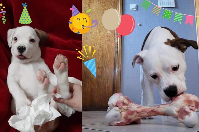 Pierwsze urodziny Harrego! Pies ze Śląska świętował na Helu 