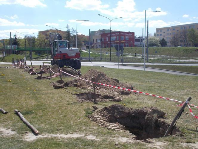 Mieli wycinać, ale przesadzili. Tylko czy klony się przyjmą w nowym miejscu?