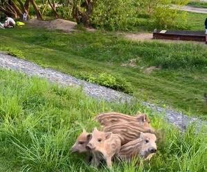 Zobaczcie tylko, co oni robią! Nagranie znad Wisły niesie się po sieci. Chwile grozy podczas rodzinnego pikniku