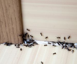 Sprawdzone metody na mrówki – naturalnie i bezpiecznie, jak u babci!