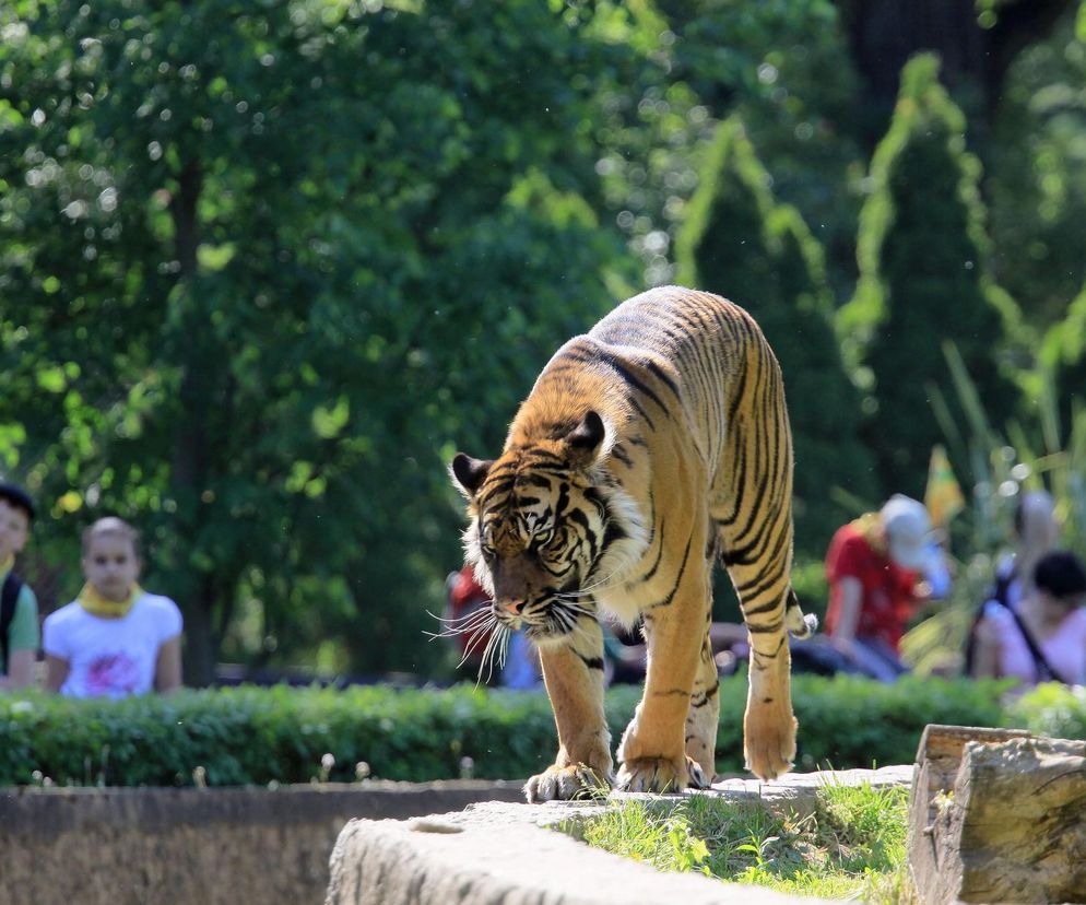 Kontrowersje po apelu zoo. Domowe zwierzęta na pokarm dla drapieżników