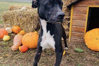 Psy przywiezione z powodzi do schroniska w Henrykowie koło Leszna ciagle czekają na adopcję