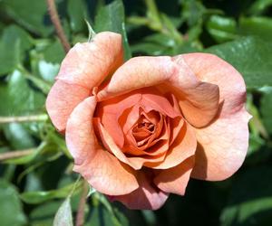 Róża rabatowa 'Aprikola'
