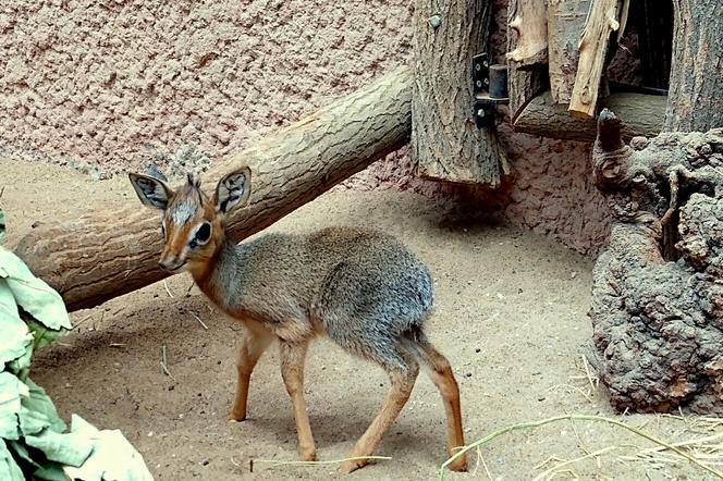 W zoo we Wrocławiu urodził się dikdik. Wygląda jak jelonek Bambi! To rodzeństwo Lady Gagi. Wybierz imię! [GŁOSOWANIE]