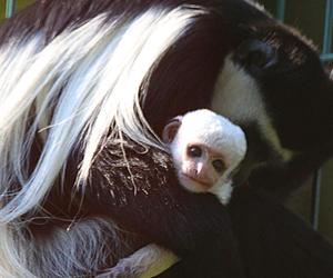 Nowe zwierzęta w gdańskim Ogrodzie Zoologicznym. W ZOO zamieszkały słodkie i przerażające maluchy