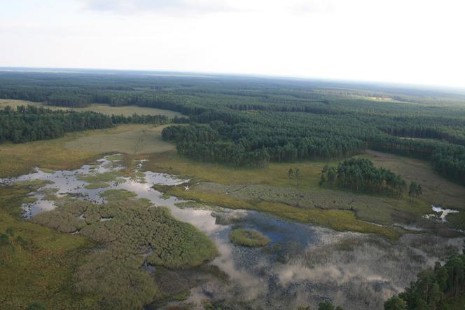 Leśnicy na ratunek