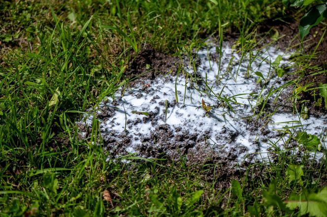 Łap za ten proszek i syp wszędzie tam, gdzie wędrują mrówki. Ta metoda raz na zawsze wyeliminuje mrówki z Twojego ogrodu