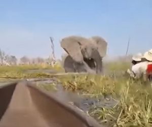 Horror na wakacjach. Zaatakowały ich słonie, wpadli do rzeki pełnej krokodyli