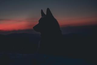 Zobacz niezwykłe nagranie z wilkami z Lubelszczyzny
