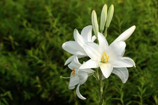 Lilia biała - Lilium candidum