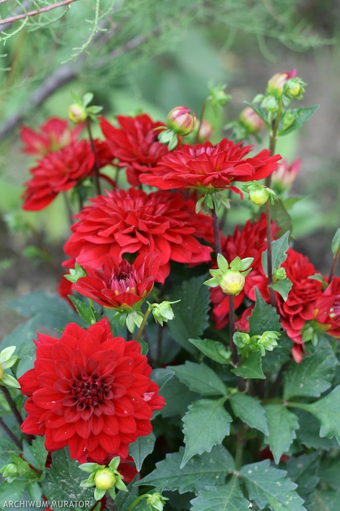 Cerwone kwiaty do ogrodu: dalie
