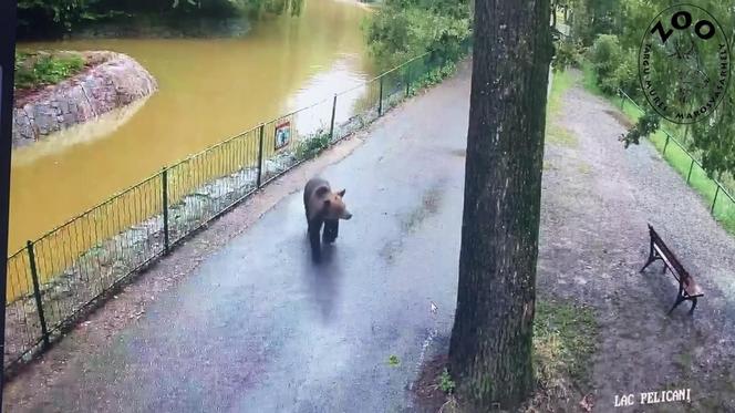 Szok! Niedźwiedź wdarł się do zoo i atakował zwierzęta. Wideo w sieci