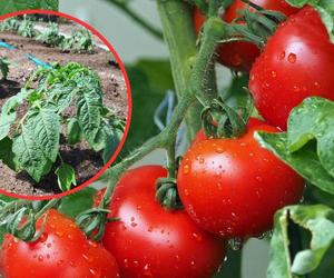Te triki w uprawie pomidorów stosuję od lat. Krzaki aż uginają się od owoców!
