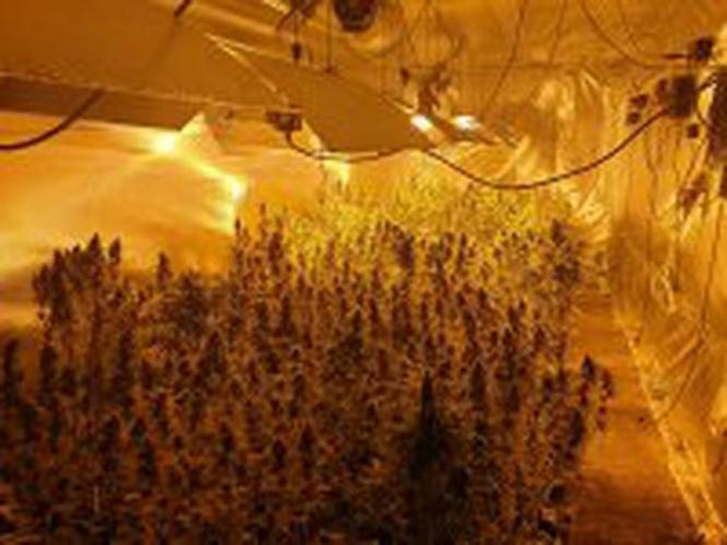 Ogromna plantacja marihuany w powiecie monieckim