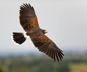 W Bielsku-Białej uratowano jastrzębia Harrisa. Ptak utknął na drzewie