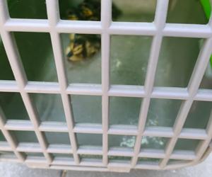 Strażacy interweniowali na rynku w Katowicach. Zabrali kaczą rodzinę w bezpieczne miejsce