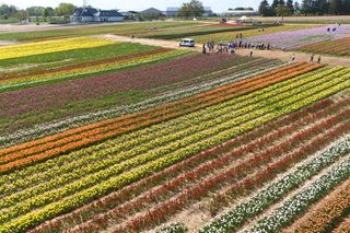 Święto Tulipanów 2025