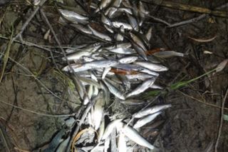 Tysiące martwych ryb w Dunajcu pod Tarnowem. Doszło do awarii elektrowni wodnej