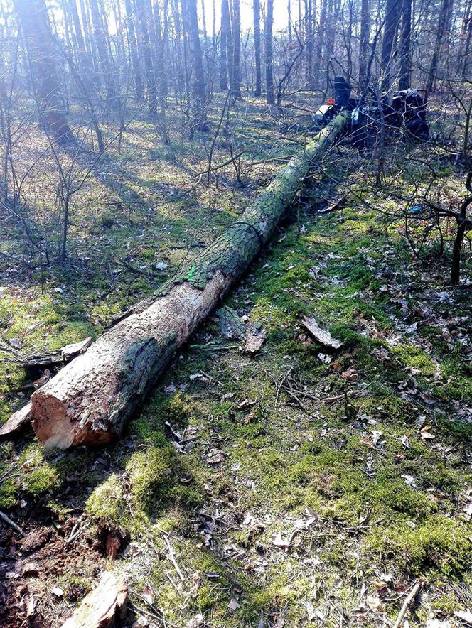 Dramatyczne chwile koło Torunia. Mężczyznę przygniotło drzewo