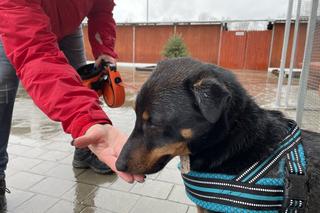 Schronisko w Nowym Sączu zbiera dary dla zwierząt z Ukrainy. Jak można pomóc?