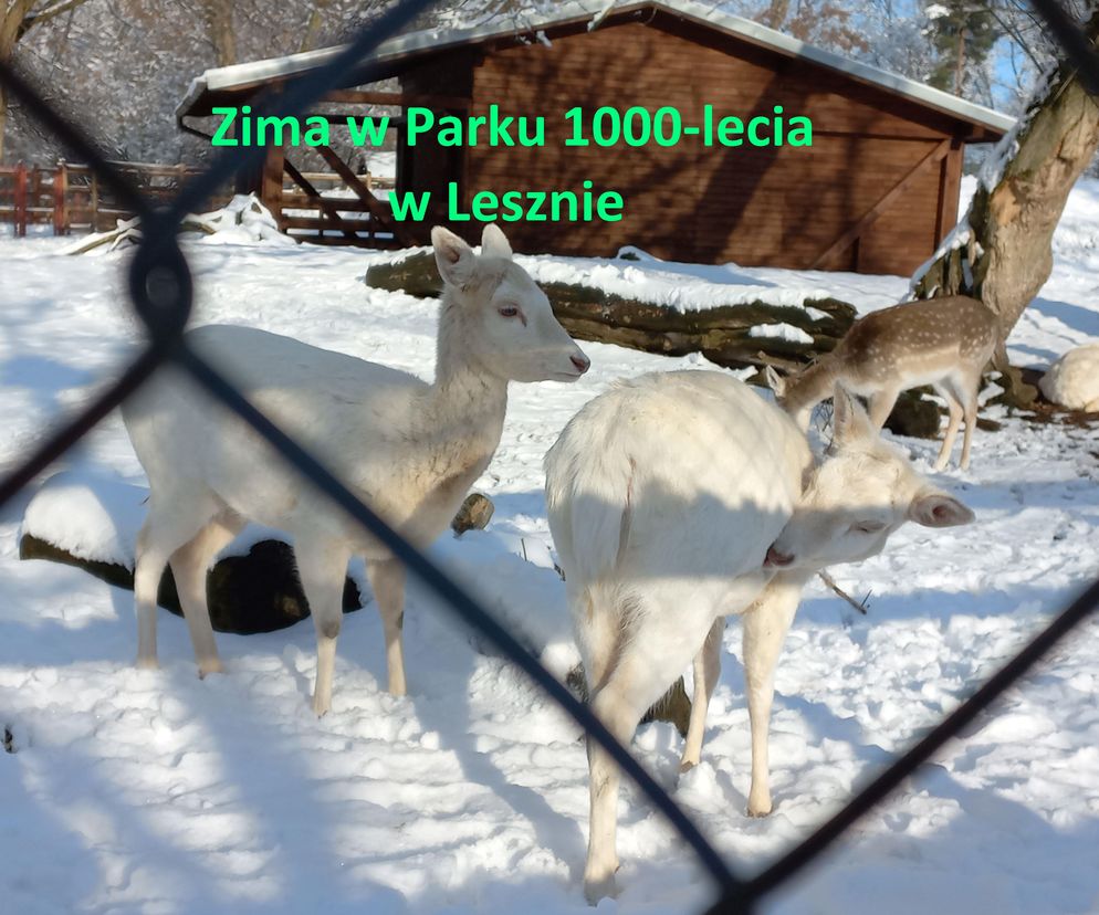 Zimowy spacer w Parku 1000-lecia w Lesznie