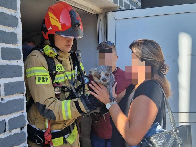  Heroiczna walka strażaków z ogniem. Uratowali psa z płonącego budynku