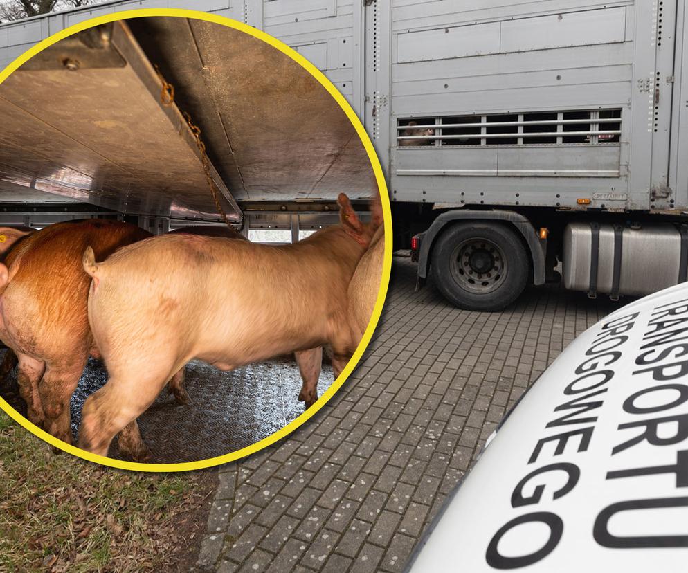 180 świń było przewożonych w niebezpiecznych warunkach